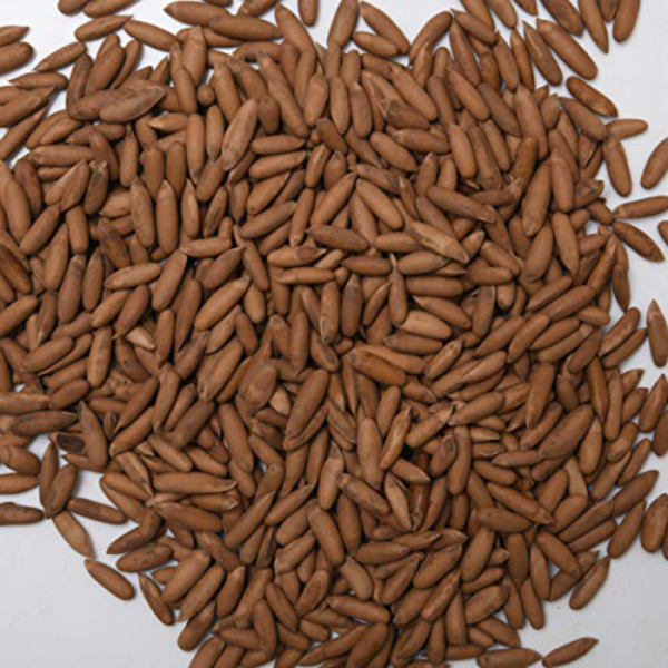AFGHANI PINE-NUT (CHILGOZA) ROASTED | 1KG & 1/2KG | IMPORT QUALITY - Image 2
